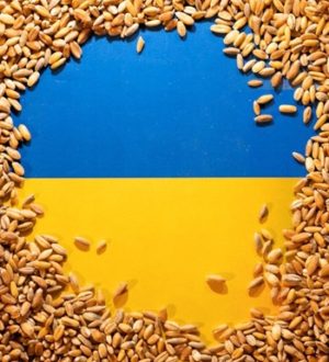 «Žito iz Ukrajine»: Borba za prehrambenu sigurnost u uvjetima geopolitičkih napetosti